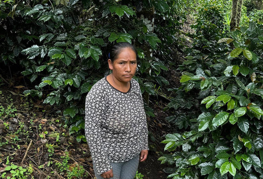 PERU | Basul Inka Geisha