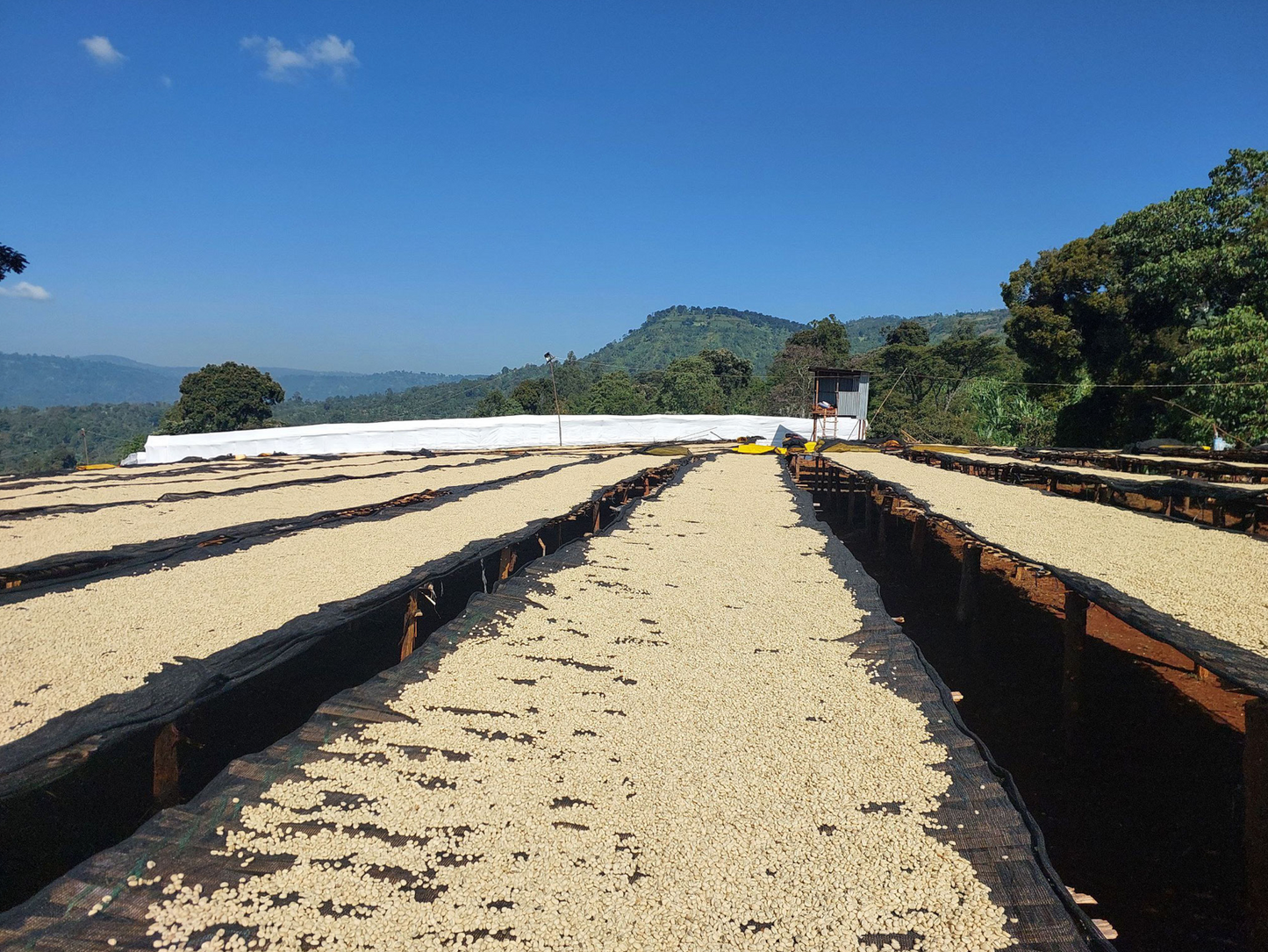 ETHIOPIA | Yirgacheffe Gersi