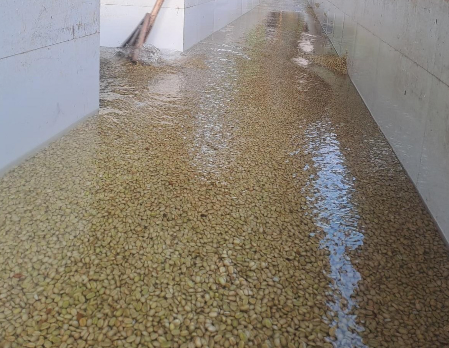 ETHIOPIA | Yirgacheffe Gersi