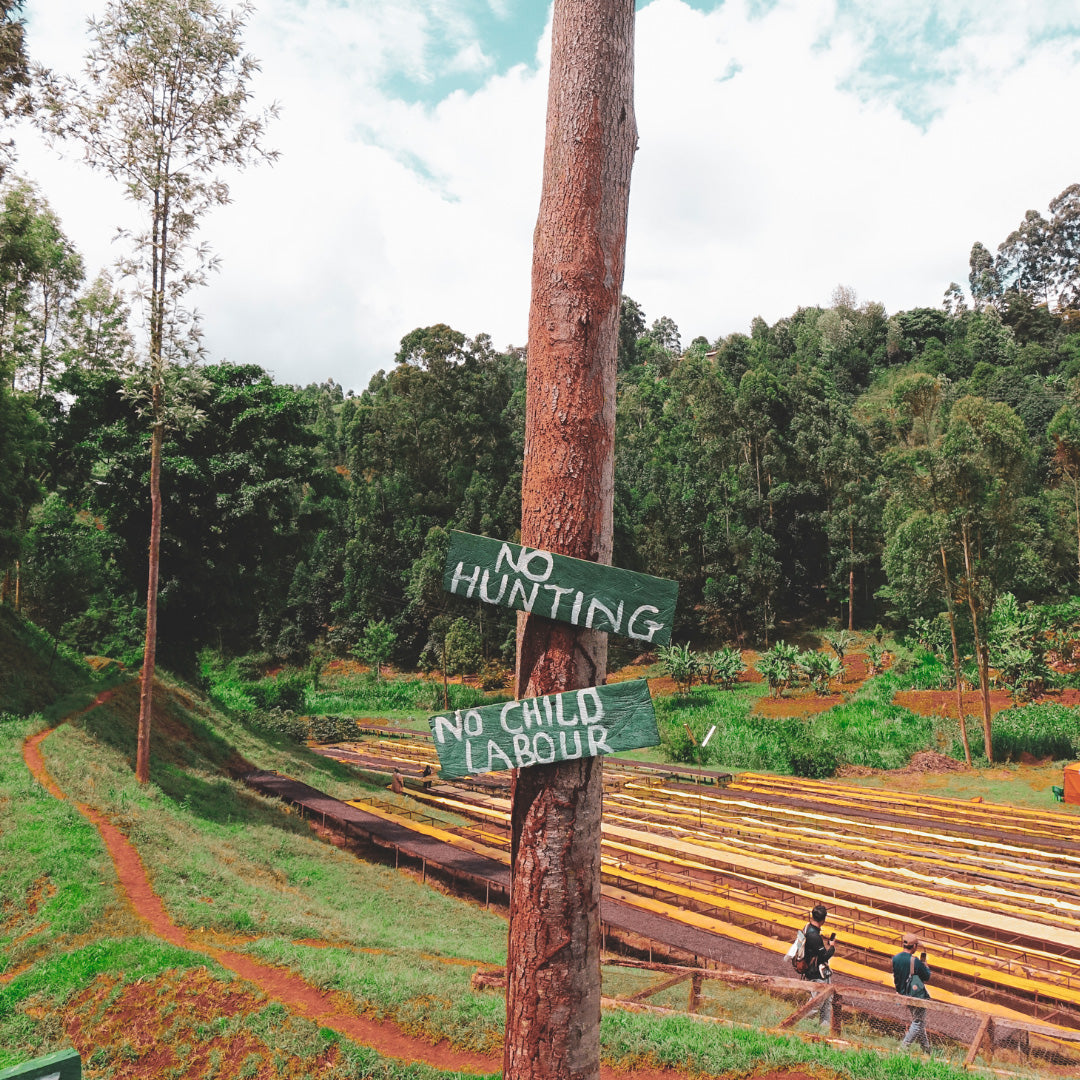 KENYA | Kagunyu Coffee Factory AA 150g