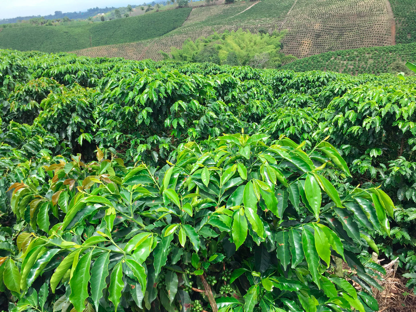 COLOMBIA | Gerardo Castaneda 150g