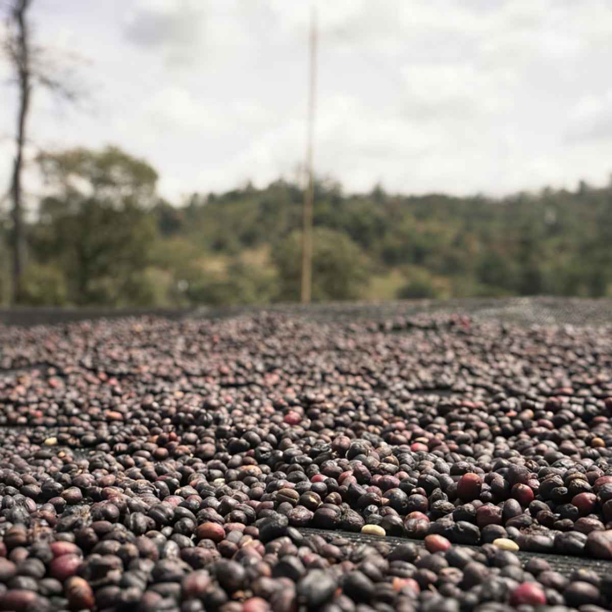 ETHIOPIA | Chelbesa 150g
