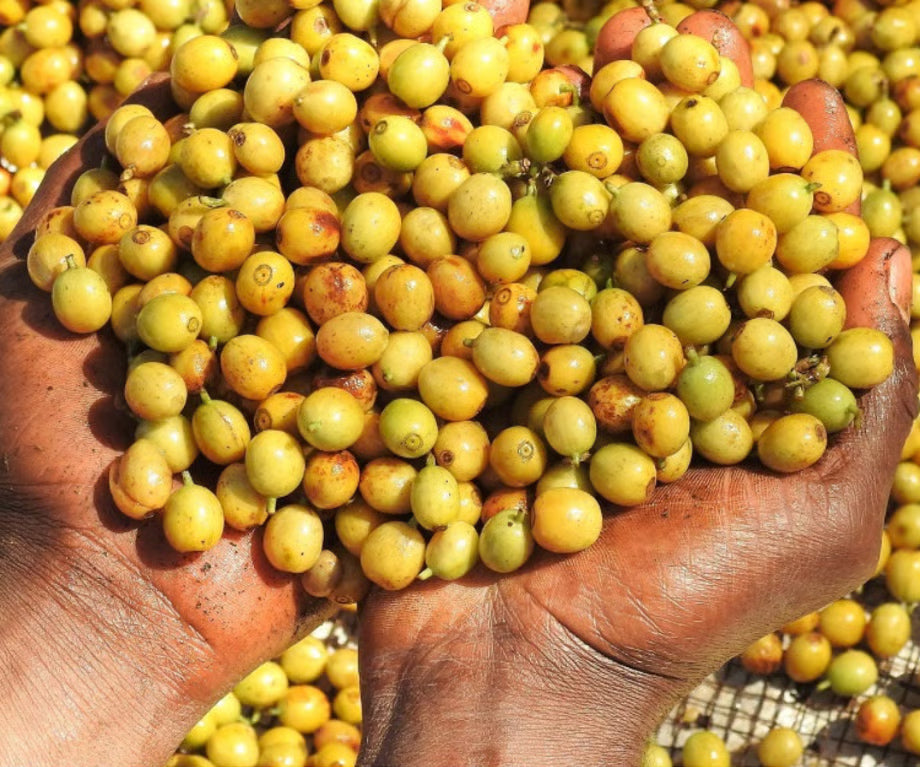 BRAZIL | Fazenda Guariroba