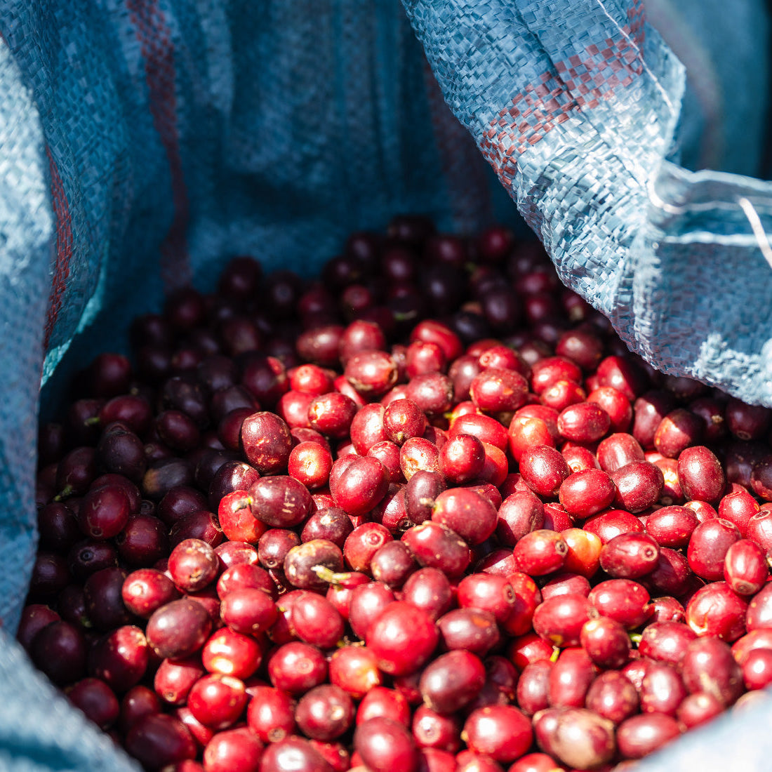 RWANDA | Ruli Lot.1004 150g