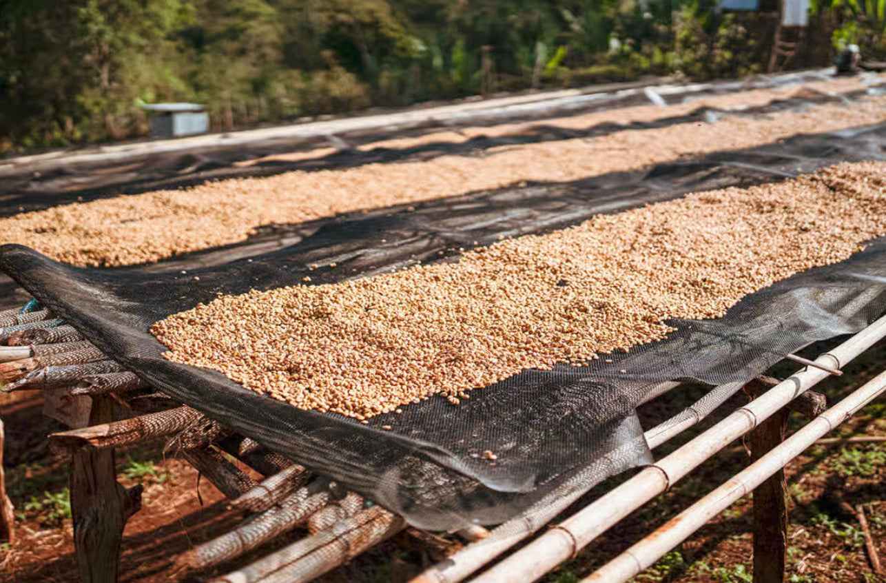 ETHIOPIA | Guji Shakiso