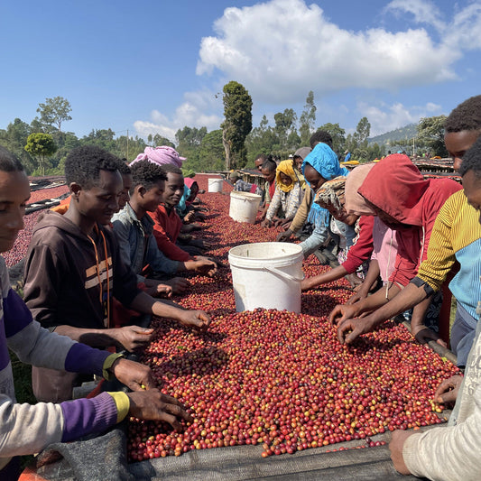 ETHIOPIA | Bensa Ware - SHIKISHIMA COFFEE | 敷島珈琲