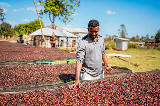 ETHIOPIA | Guji Shakiso - SHIKISHIMA COFFEE | 敷島珈琲