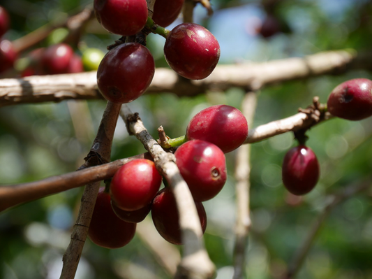 ETHIOPIA | Yirgacheffe Gersi