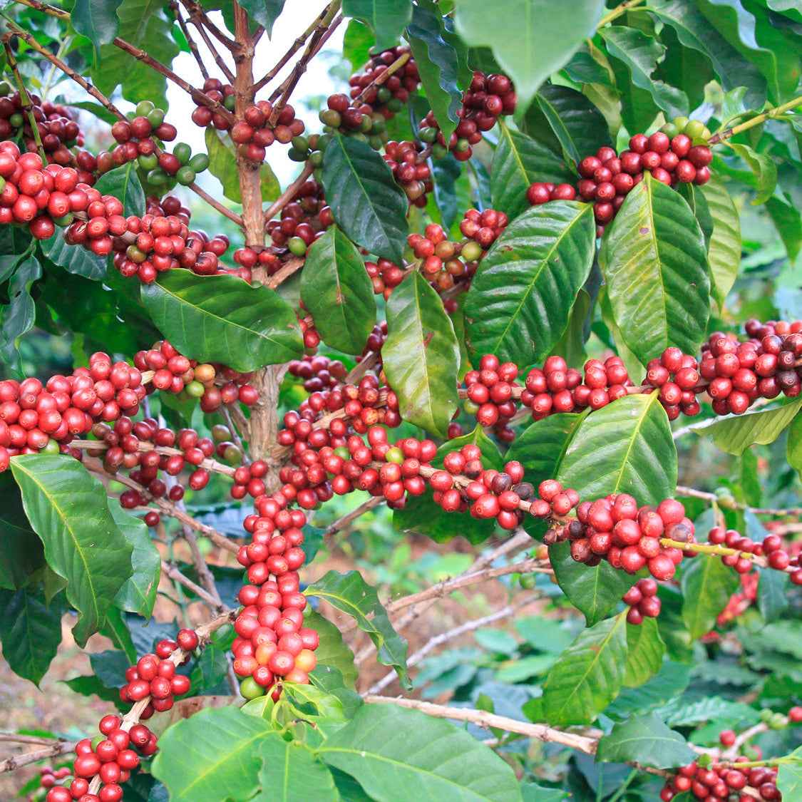 THAI | Inthirit Wuiyaku 150g