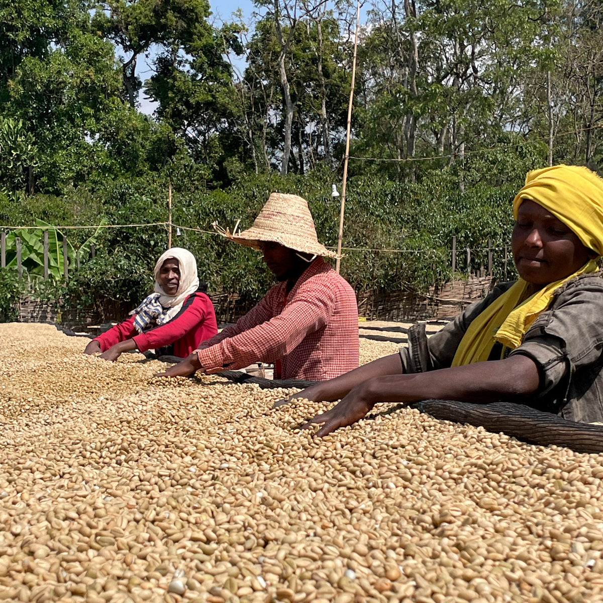ETHIOPIA | Chire 150g
