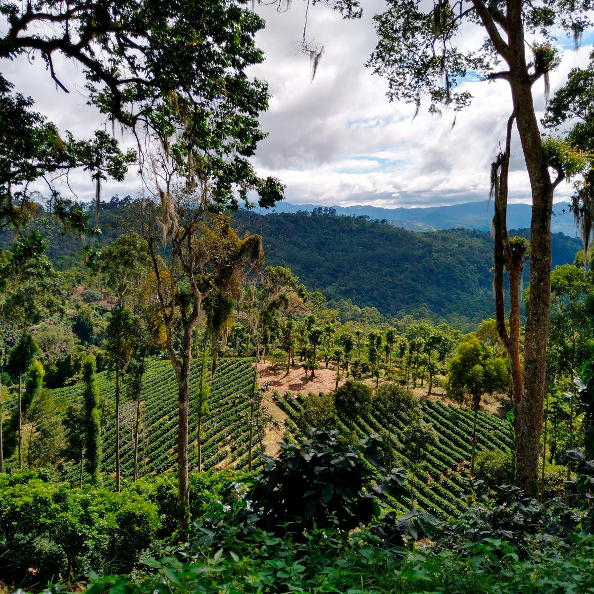 NICARAGUA | El Limoncillo 150g