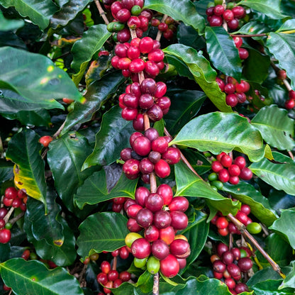 NICARAGUA | El Limoncillo 150g