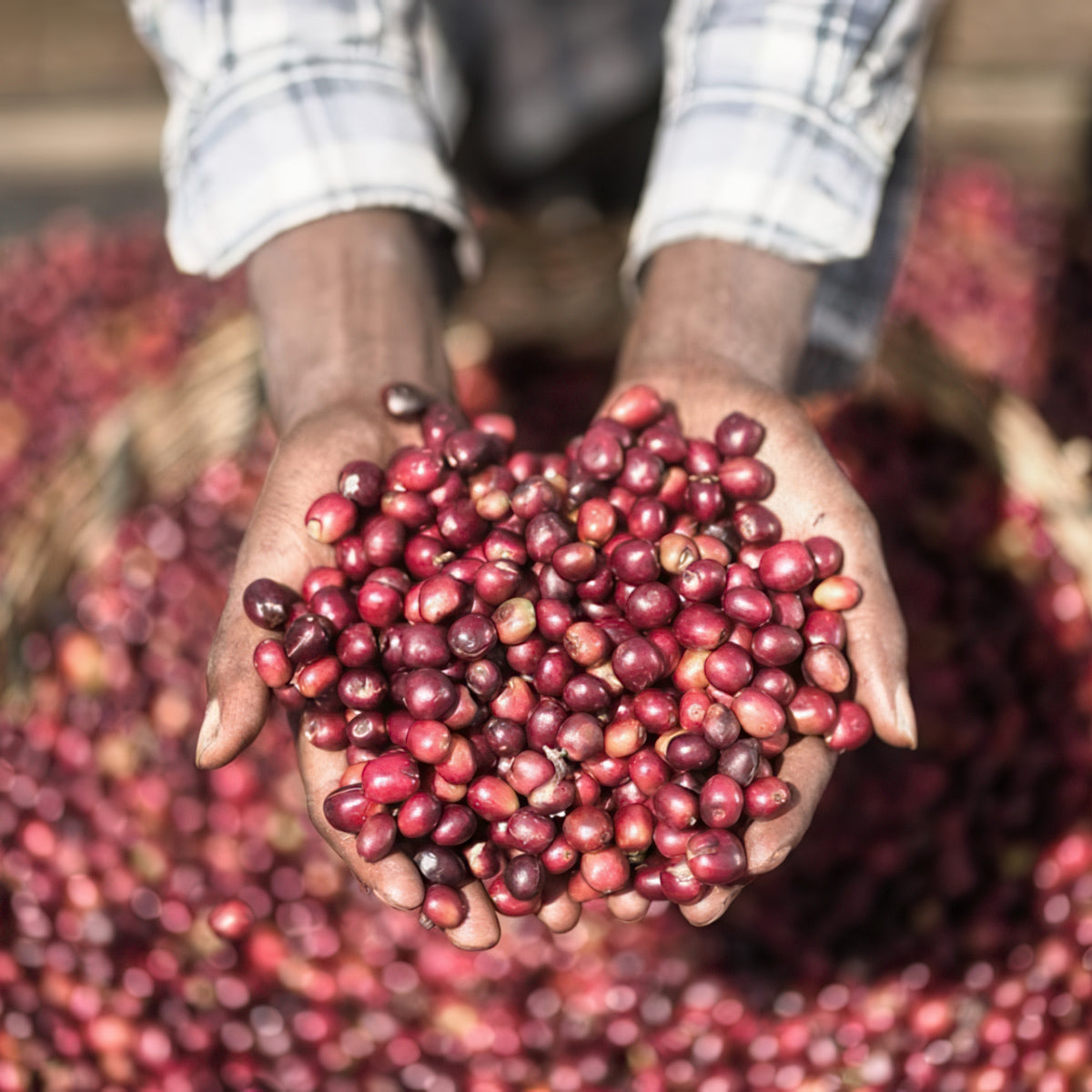 ETHIOPIA | Chelbesa 150g