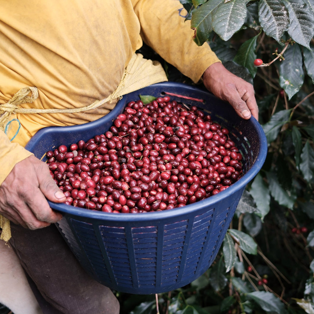 NICARAGUA | Luis Alberto Balladarez 150g
