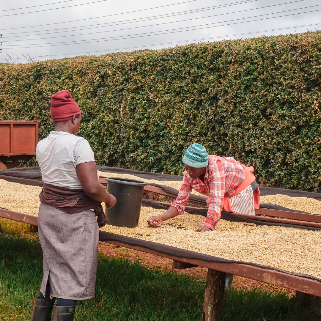 KENYA | Kagunyu Coffee Factory AA 150g