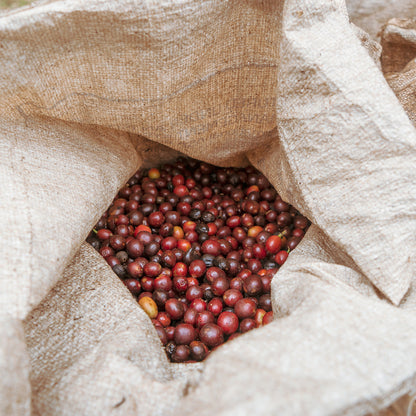 TANZANIA | Acacia Hills Geisha 150g