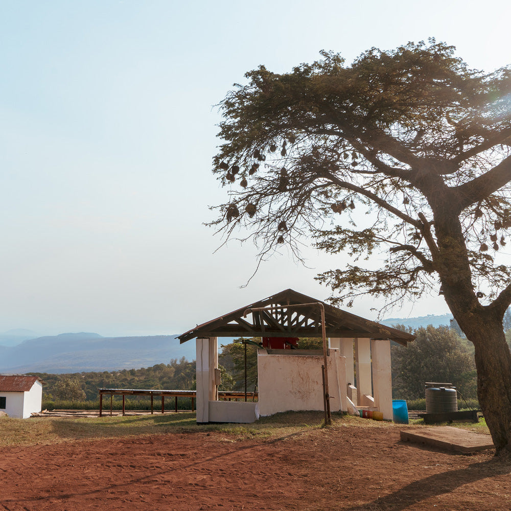 TANZANIA | Acacia Hills Geisha 150g