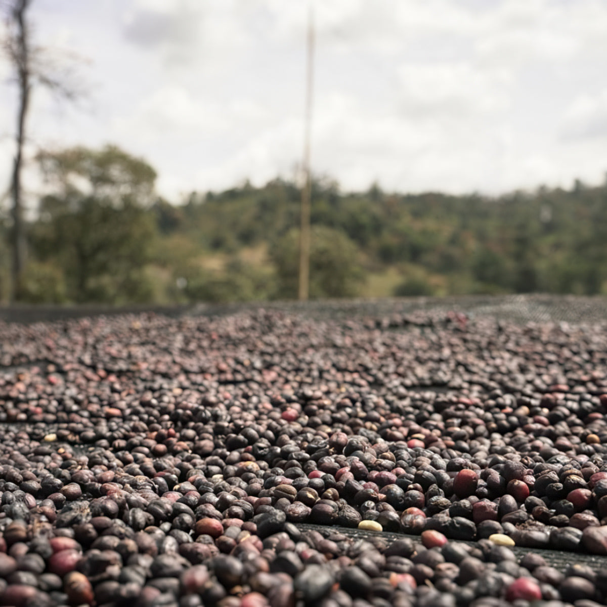 ETHIOPIA | Chelbesa 150g