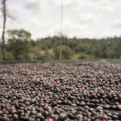 ETHIOPIA | Chelbesa 150g