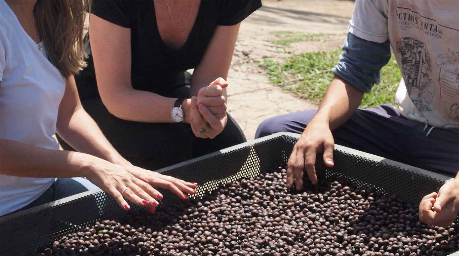 BRAZIL | Sitio Sao Pedro