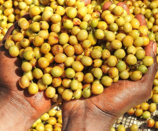 BRAZIL | Fazenda Guariroba