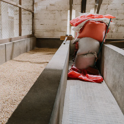 GUATEMALA | Teodoro Engelhardt