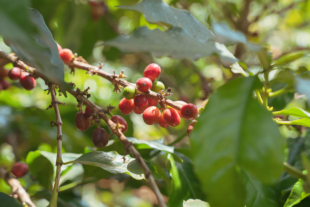 KENYA | Kevote Coffee Factory