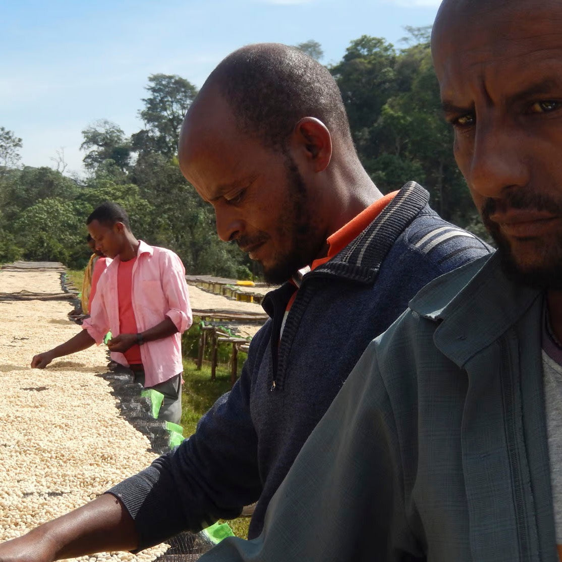 埃塞俄比亞 | 杜羅米納 水洗