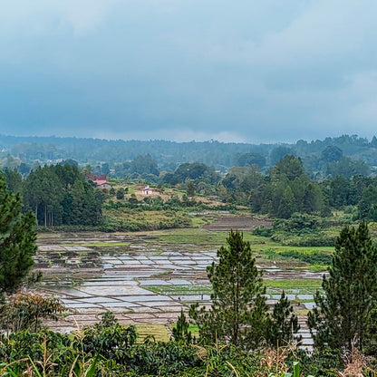 INDONESIA | Alphinar Lumbangaol