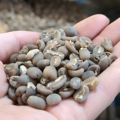 INDONESIA | Alphinar Lumbangaol