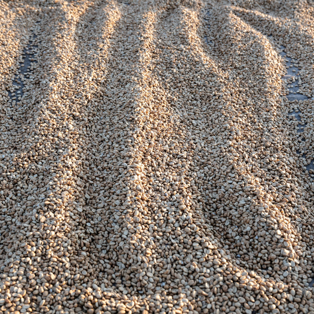 RWANDA | Ruli Lot.1004 150g